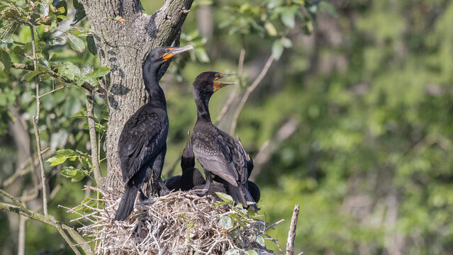 A male and female double-crested cormorant perched on a nest with baby birds in it in Silver Springs State Park - Powered by Adobe
