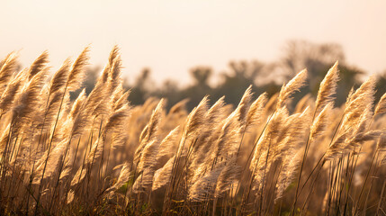 Soft pastel pampas grass swaying in golden light, a serene boho moment of delicate beauty and calm.
