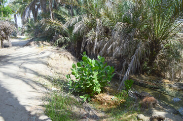 path in the garden nature agriculture farm