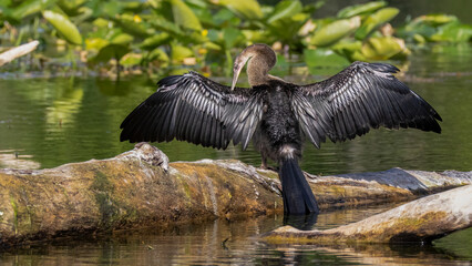 A female anhinga with wings outstretched and drying on a lot on the Silver River