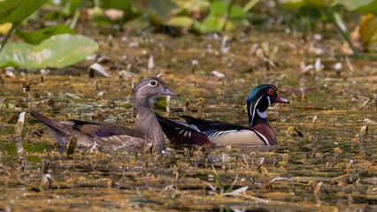 A pair of wood ducks swimming among vegetation in the Silver River