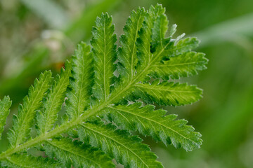 Macro Photo of Fresh Green Leaf with Jagged Edges and Prominent Veins – Nature Background for...