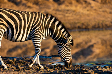 Early morning zebra at the waterhole.