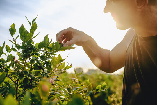 A man picks blueberries from a bush at sunset