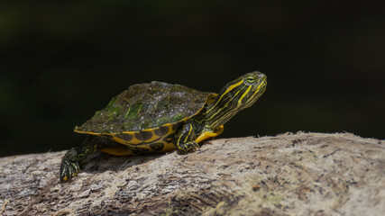A coastal plain cooter sunning on a log