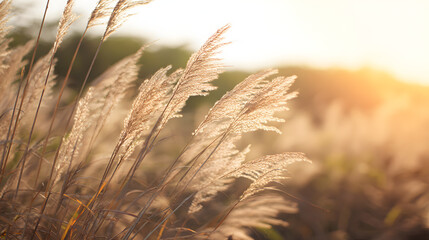 Fototapeta premium Soft pastel pampas grass swaying in golden light, a serene boho moment of delicate beauty and calm.