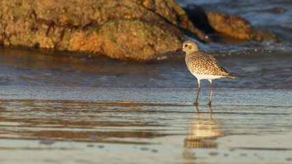 A black-bellied plover in golden evening light standing on the beach near some coquina rocks at the River-to-Sea Preserve
