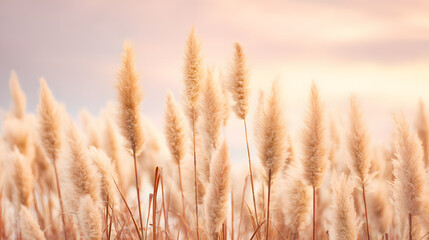 Soft pastel pampas grass swaying in golden light, a serene boho moment of delicate beauty and calm.
