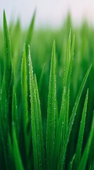 Naklejka premium Dew-kissed emerald blades whisper spring's arrival, evoking Celtic Beltane blessings and Japans verdant Golden Week celebrations