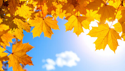 Fototapeta premium Autumn leaves with sunny sky, and fall.