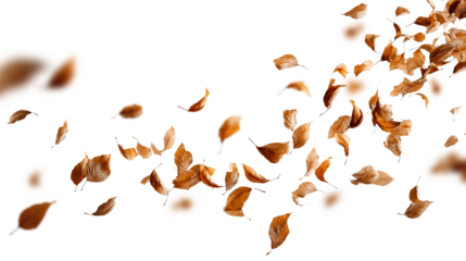 Dry leaves swaying in the air. Natural wind movement and flow isolated on transparent background.