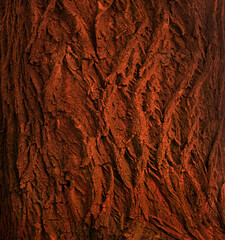 Brown old bark texture background