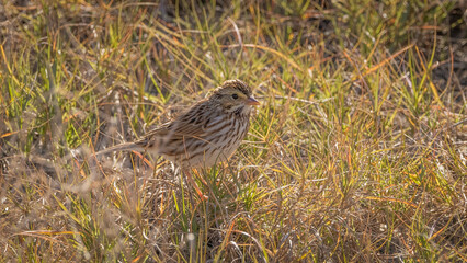 A Savannah sparrow standing in the grass at Fort Matanzas National Monument