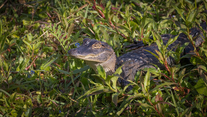 A baby alligator in vegetation in the Guana Wildlife Management Area