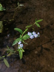 Blue forget-me-nots by the river