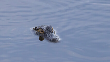 A young alligator with only its snout and eyes above water in the Guana Wildlife Management Area
