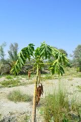 Papaya fruit trees on the beach, agriculture farm outdoors landscape