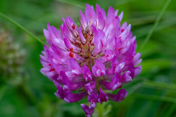 Macro Photo of Red Clover Blossom – Trifolium Pratense in Full Bloom with Vivid Pink Petals and...