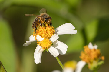 A western honeybee on a white beggartick flower in St. Augustine, Florida 