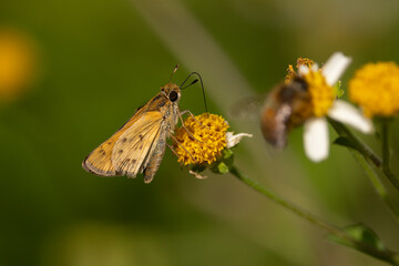A closeup of a fiery skipper butterfly perched on a beggartick flower