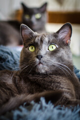 Two grey cats comfortably relaxing in a soft blue pet bed