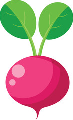 Colorful and stylish Pink radish fruits vector illustration, Pink radish vector graphics icon design, Vintage and retro Pink radish vector graphics resource, Pink radish editable vector art