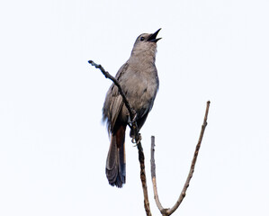 Gray Catbird (Dumetella carolinensis) On A Tree Branch In Illinois
