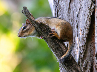 Eastern Chipmunk (Tamias striatus) Looking Out Over The Forest From A Small Branch