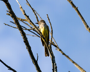 Great Crested Flycatcher (Myiarchus crinitus) Perched High Overlooking The Forest