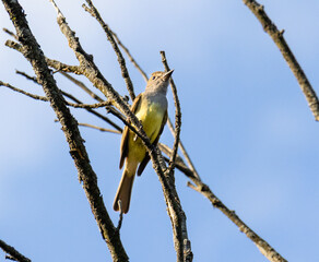 Great Crested Flycatcher (Myiarchus crinitus) Perched High in a Tree in Summer Forest