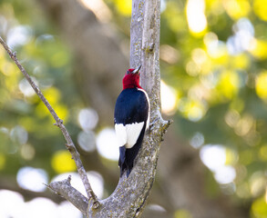 Red-Headed Woodpecker. (Melanerpes erythrocephalus) In The Deep Illinois Forest