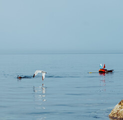 Diver spearfishing while seagull is flying over calm sea