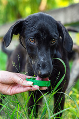 Dog drinking water from a green plastic bottle cap held by a human hand outdoors, in summer grass, showing kindness, pet care, and animal hydration in nature