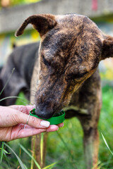 Dog drinking water from a green plastic bottle cap held by a human hand outdoors, in summer grass, showing kindness, pet care, and animal hydration in nature