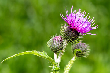 Vibrant Purple Thistle Flower in Full Bloom on Green Meadow Background – Macro Closeup of Wild Spiky Plant in Nature