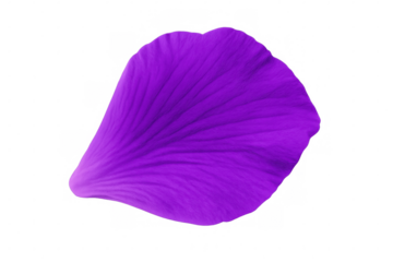 Delicate purple petal floating against transparent backdrop, highlighting botanical elegance with soft, vibrant coloration