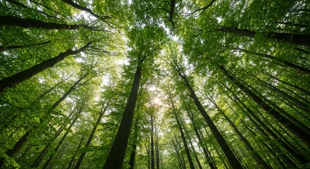 Forest canopy sunlight