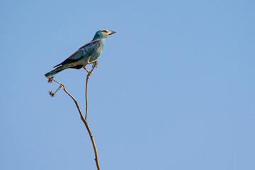 A  European roller, or common roller, or raksha (Coracias garrulus) sits on the stem of a dry plant against a bright blue sky, illuminated by sunlight, copy space.
