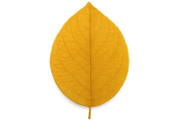 Obraz premium Golden leaf with visible veins isolated on transparent background, perfect for autumn-themed projects