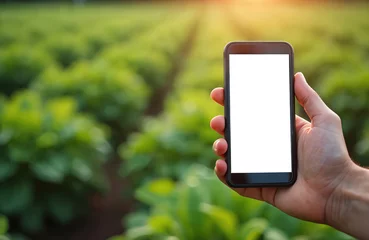 Gordijnen Man holds smartphone with blank white screen in organic vegetable farm field. Use for app info, advertising. Sunny day, green plants, farming technology, agriculture business, food growth. © Pete