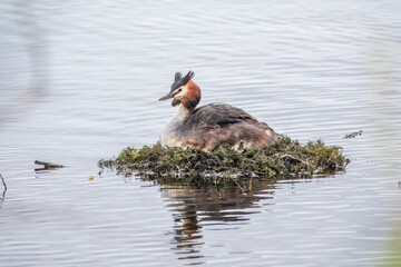 Great Crested Grebe, Podiceps cristatus, water bird sitting on the nest, nesting time on the green...