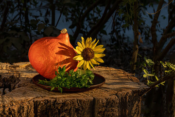 Bright orange pumpkin and yellow flower on wooden background from very large stump. Warm light. Autumn, harvest, vitamins, healthy food.