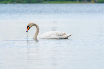 Graceful white Swan swimming in the lake, swans in the wild. Portrait of a white swan swimming on a lake.