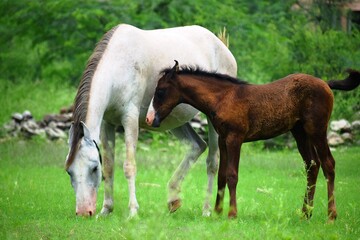 foal and mare