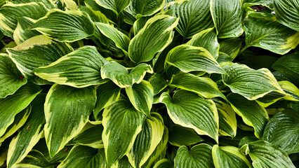 The hosta has beautiful green leaves.