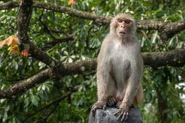 Rhesus monkey Macaca mulatta on the stone in the forest