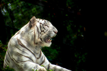 White Bengal Tiger in the forest