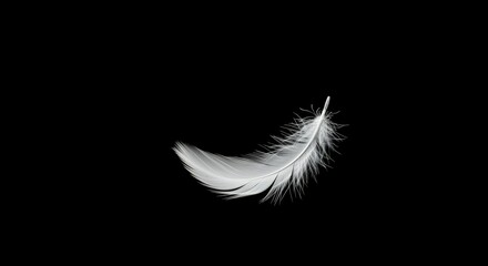 Obraz premium Feather on black background