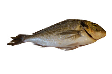 Raw fresh fish dorado isolated on white background