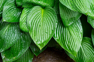 The hosta has beautiful green leaves.